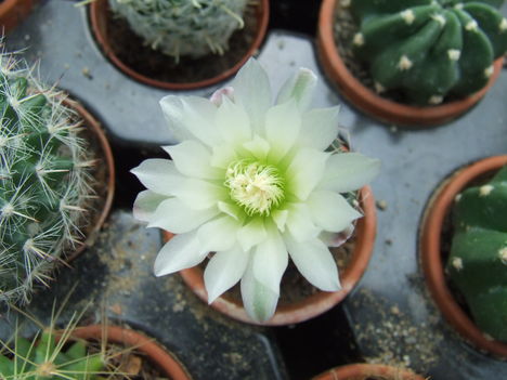 DSCF4697