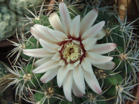 DSCF4702