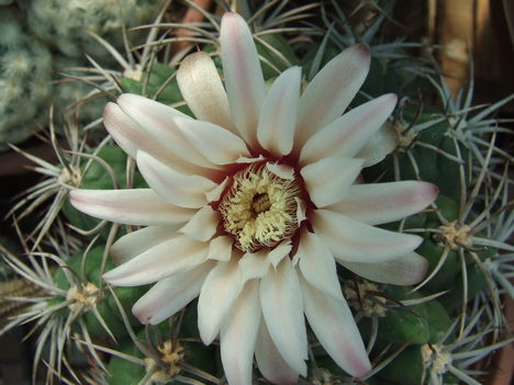 DSCF4703