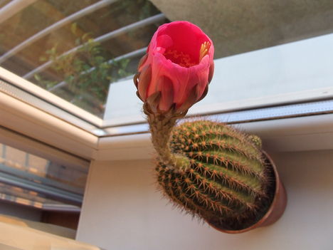 DSCF4712