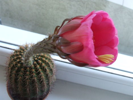 DSCF4720
