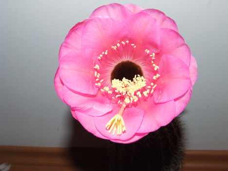 DSCF4725