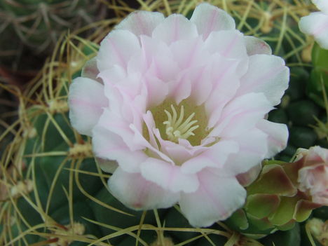 DSCF4751