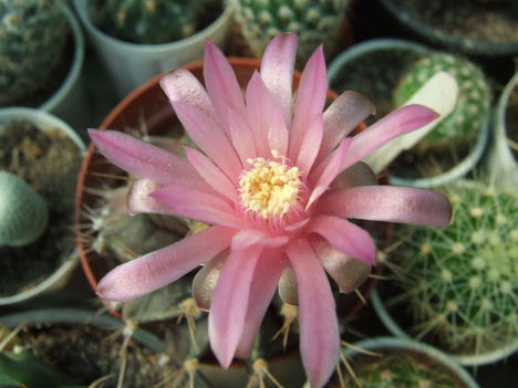DSCF4844