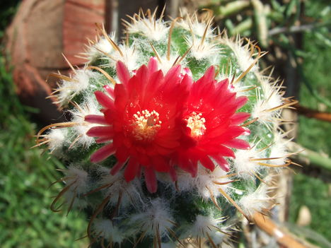 DSCF4857