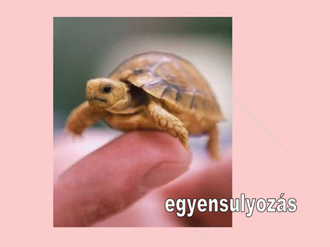 Egyenslyozas