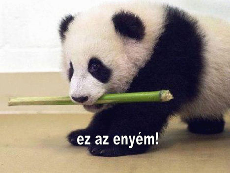Ez az enyem!