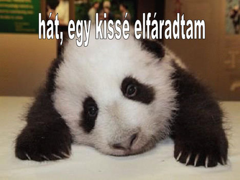 Hat,egy kisse el faradtam..