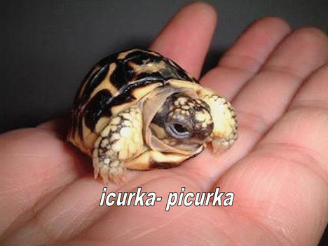 Icurka-picurka