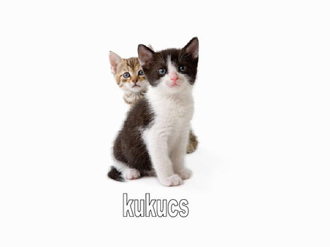 Kukkancs