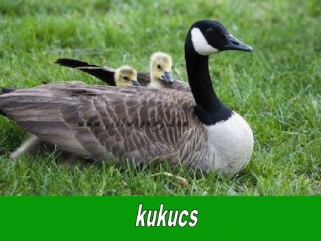 Kukucs-1