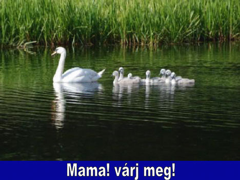 Mama varj meg