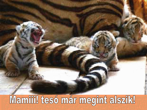 Mamiii! Teso mar megint alszik