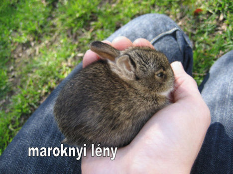 Maroknyi leny