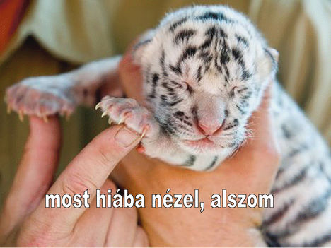Most hiaba nezel alszom