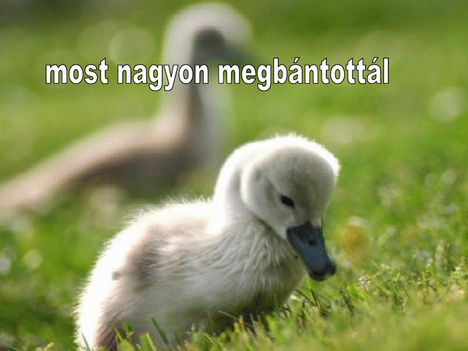 Most nagyon megbantottal