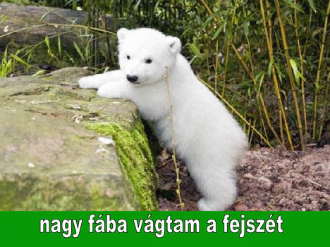 Nagy faba vagtam a fejszet