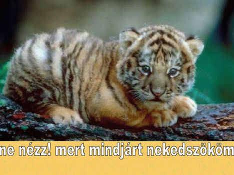 Ne nezzmert mindjart nekedszokom