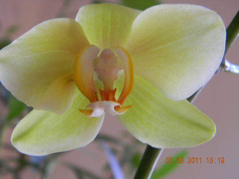 Orchidea-10