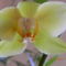 Orchidea-10