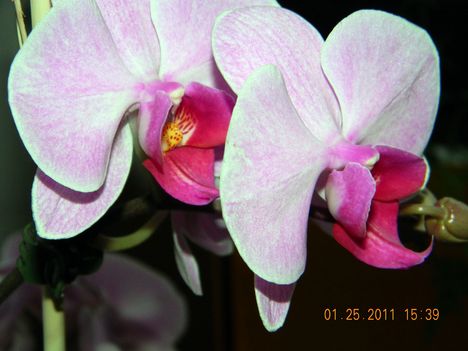 Orchidea-1