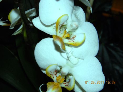 Orchidea-2