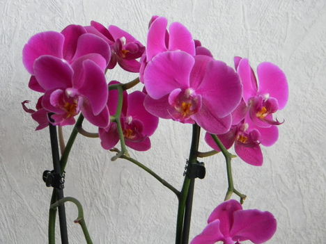 Orchidea-3