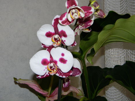 Orchidea-4