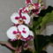 Orchidea-4
