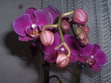 Orchidea-5