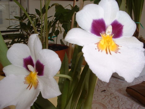 Orchidea-6