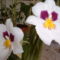 Orchidea-6