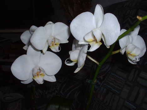 Orchidea-7