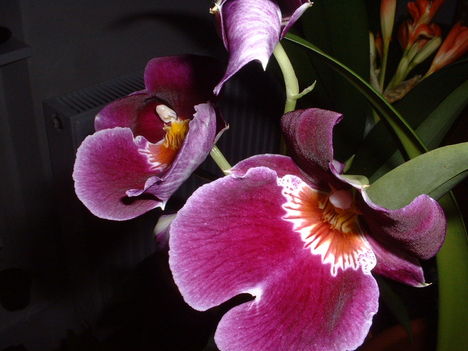 Orchidea-8
