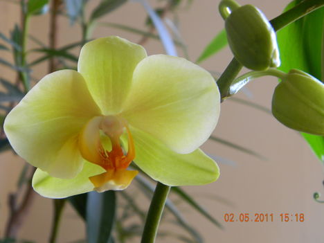 Orchidea-9