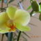 Orchidea-9