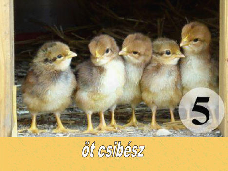 Ot csibesz