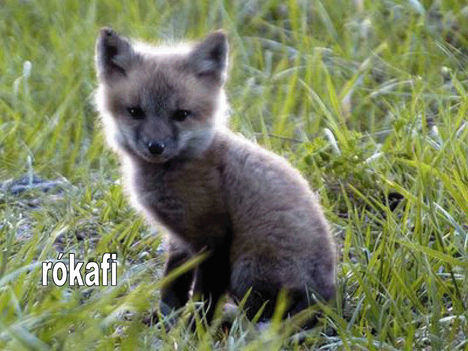 Rokafi