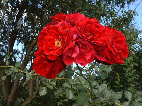 Rozsak