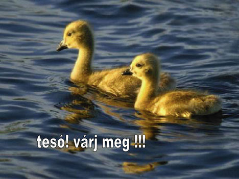 Teso varj meg