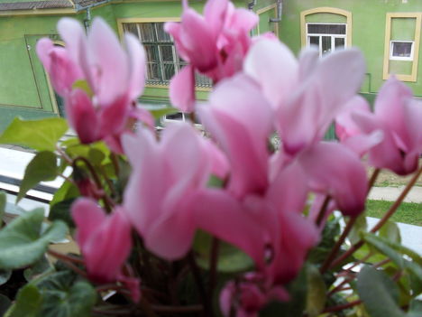 Ciklamen