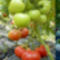 DSCN0731