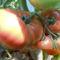 DSCN0739
