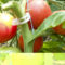 DSCN0749