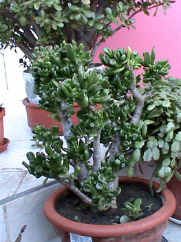 Majomfa /Crassula ovata hobbit/