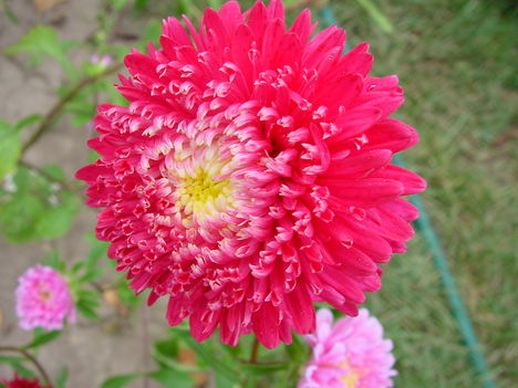 Oszirozsak
