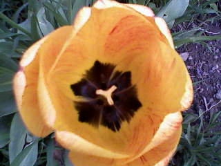 Sarga tulipan