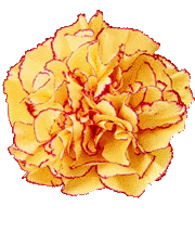 Szegfu valtakozo