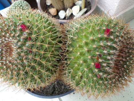 nagy kaktusz kicsi virága