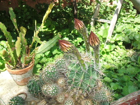 A kaktusz virágai 